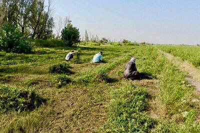  آغاز برداشت مرحله دوم گیاه حنا در جنوب کرمان