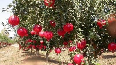  برداشت یاقوت سرخ از باغ‌های سر سبز اشتهارد