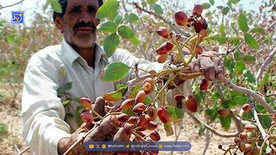  کم‌آبی و نبود نیروی کار چالش پسته‌کاران دامغانی