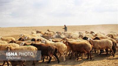  اجرای طرح پرداخت تسهیلات اشتغال زنجیره دام در زنجان
