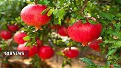  پیش بینی برداشت هزار و ۱۷ تن انار از باغات خراسان شمالی