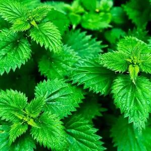  بهترین گیاه برای زایمان آسان!