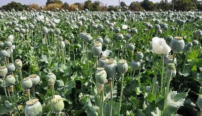  نقطه پایان بر مقوله «کشت خشخاش»
