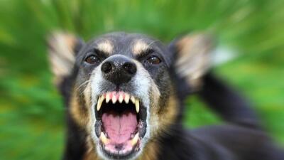  باز هم حمله سگ، اینبار به زن ۴۰ ساله در بندرکنگ