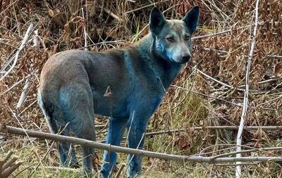  ماجرای سگ‌ های آبی‌ رنگ در شهر متروکه چرنوبیل چیست؟