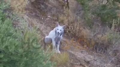  مشاهده اولین سیاه‌گوش سفید ایبری در طبیعت اسپانیا (فیلم)