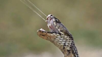  یک پادزهر برای ۱۷ نوع مارگزیدگی ساخته شد