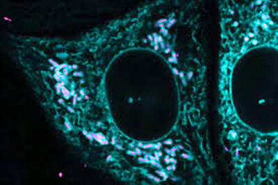  دانشمندان زبان دوم حیات را کشف کردند