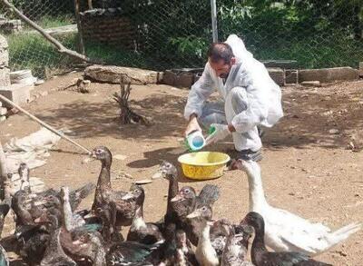  واکسیناسیون ۲ میلیون قطعه طیور بومی در مازندران