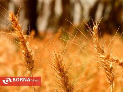   پیش بینی کشت ۱۵۰۰ هکتار گندم پاییزه در آبادان