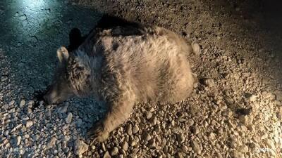  تلف شدن خرس قهوه‌ای در جاده سرچهان | اقتصاد24