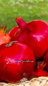  بهترین انار ایران برای کدام شهر است؟ + فیلم