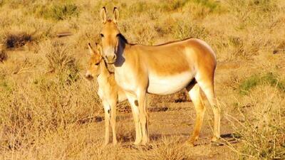  ازدواج فامیلی ممنوع