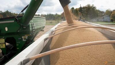  تشدید تتش‌ تجاری پکن-واشنگتن؛ چین خرید سویا از آمریکا را متوقف کرد