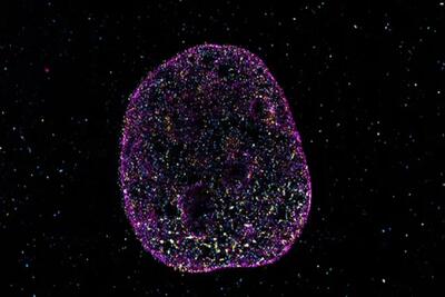  دانشمندان زبان دوم حیات را کشف کردند