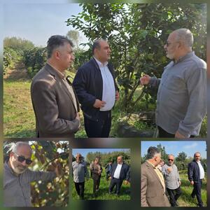  نوید سالی پربار برای باغداران لنگرودی