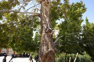  پیر چنار روستای خشوئیه لنجان