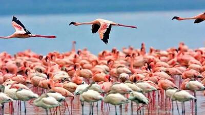  2 میلیون ایرانی طی ده سال مهاجرت کردند / خروج سرمایه انسانی یعنی  رفتن زیرساخت دانایی و توسعه کشور