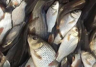  صید 244 تُن ماهای در دریای خزر با ارزش 974 میلیارد تومان - تسنیم