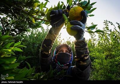  تولید ملی برای رفع محرومیت / برداشت نارنگی از باغات هاشم‌آباد گرگان