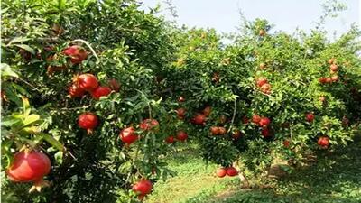  قابی زیبا از باغ انارستان بوشهر از لنز دوربین شهروندخبرنگار