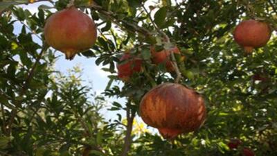  برداشت انار در درجزین + فیلم