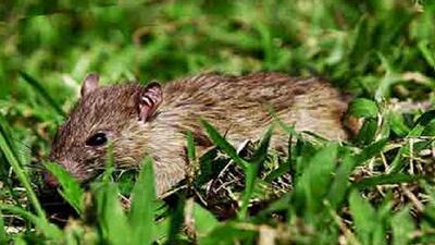  اجرای طرح مبارزه با جوندگان مضر کشاورزی در هوراند