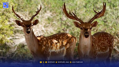  کاهش منابع آبی، تهدیدی جدی برای حیات‌وحش جزایر دریاچه ارومیه