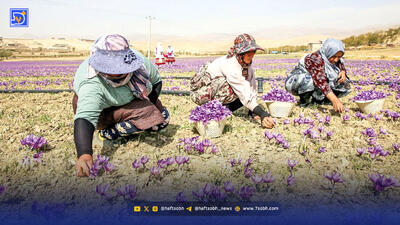  زعفران یا طلای سرخ؟ خریداران به بسته‌های کوچک‌تر روی می‌آورند