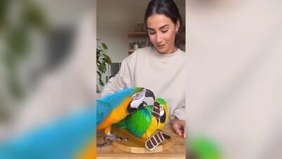  واکنش حیوانات به کیک‌هایی که شبیه خودشان هستند (فیلم)