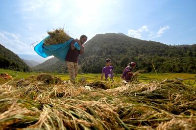  نخستین جشنواره ملی برنج رستم بهانه ای برای رونق «طلای سفید» فارس