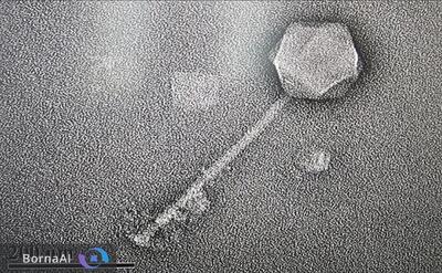  رمزگشایی ژنوم بزرگ‌ترین ویروس باکتری‌کش جهان با هوش مصنوعی