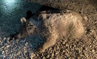  یک قلاده خرس قهوه‌ای ماده در شهرستان نور با گلوله کشته شد