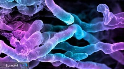  کشف آنتی‌بیوتیک قدرتمند جدید از باکتری آشنا پس از ۷۰ سال