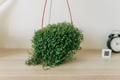  راهنمای جامع نگهداری و تکثیر گیاه چمن هلکسین