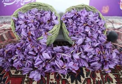  سومین جشنواره زعفران راویز رفسنجان برگزار شد - اکونیوز