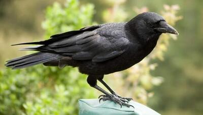  کلاغ بی‌رحم یک پرنده را زجرکش کرد + فیلم