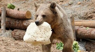  حمله خرس به کوهنورد ۶۲ ساله در ارتفاعات پیرانشهر