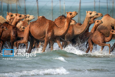  شترداری صنعتی، کلید خودکفایی گوشت قرمز در روزگار کم آبی