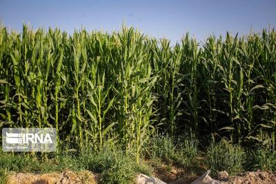  زنبور براکون  در نبرد با  کرم برگ‌خوار ؛ پیروزی طبیعت در مزارع ذرت کرمان+فیلم