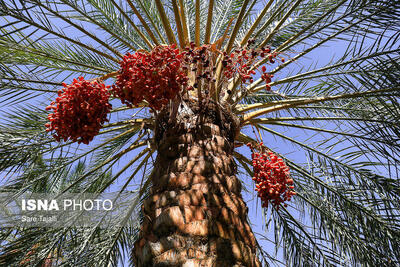 حاجی‌آباد قطب تولید خرمای پیارم کشور است