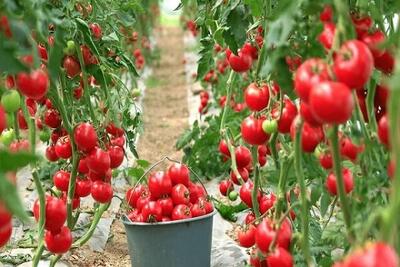  اینفوگرافیک؛ رونق کشاورزی گلخانه‌ای زابل و زهک