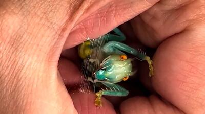  لحظه بافتن تار کریستالی توسط عنکبوت