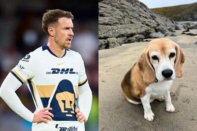  فسخ قرارداد ستاره ولزی به خاطر یک سگ