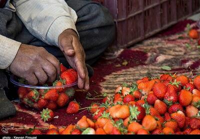  هسته‌ای در کشاورزی ــ 43 | بهبود طعم توت‌فرنگی با پرتودهی - تسنیم