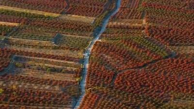  تصاویر هوایی بزرگترین باغ زرشک جهان در خراسان