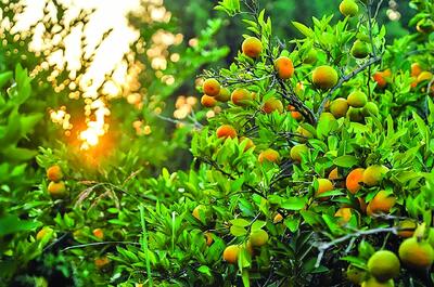  اشتغالزایی گسترده با باغ‌های پرمحصول نارنگی