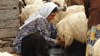  پنیر تالشی؛ عطر شیر و مه در میراث کوهستان‌های گیلان