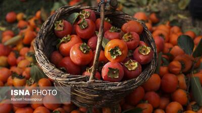  پیش‌بینی تولید ۳۵۰۰ تن خرمالو در فارس/ سهم ۱۰ درصدی استان در تولید این محصول در کشور