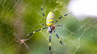  عنکبوت عجیب با تار کریستالی